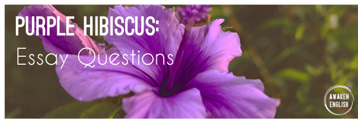 Purple Hibiscus: Essay&nbsp;Questions